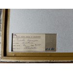 Kazimierz PUCHAŁA (1895–1986), *Lonely*, watercolor on paper, signed lower left: KPuchała, 12660 DARŁÓWEK, 1960