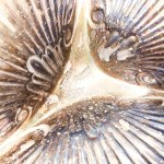 Segmented Shell Platter, Walker &amp; Hall, Sheffield, 1894, Sheffield