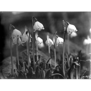 Tadeusz Maciejko: Przebiśniegi (Śnieżyczka przebiśnieg), fotografia 197-
