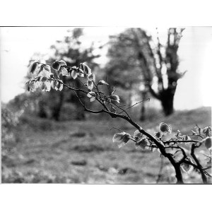 Tadeusz Maciejko: Gałązka drzewa, fotografia 197-