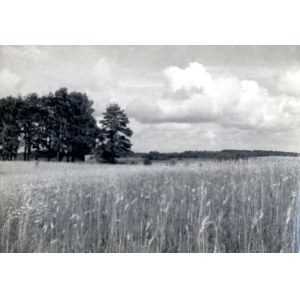 Jan Bułhak and Janusz Bułhak: Masuria, Lake Wilkasy. Wild-growing rye, 1945