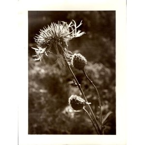 Aleksander Balicki: Thistle Flower, photograph ca. 1970
