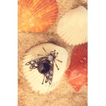 A brooch in the shape of a fly, 19th/20th century