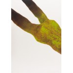 Marcin Surzycki (nar. 1963), „Green Girl“ (sada 2 listů)