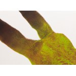 Marcin Surzycki (nar. 1963), „Green Girl“ (sada 2 listů)