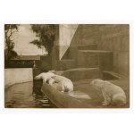 Warsaw - Photo by H. Poddębski. Zoo Garden, bears (820)