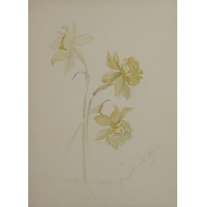 Artiste inconnu, XIXe siècle, Narcisses