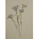 Unknown artist, 19th century, Asters