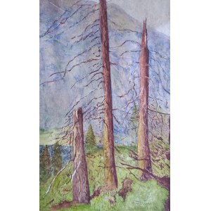 Trees in the Tatra Mountains /ref. no./ Zakopane, 1923