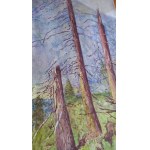 Trees in the Tatra Mountains /ref. no./ Zakopane, 1923