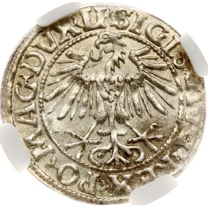 Litwa, Polgrosz, 1549 r., Wilno, NGC MS 63