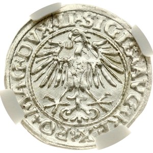 Lituania Polgrosz 1549/8 Vilnius NGC MS 62