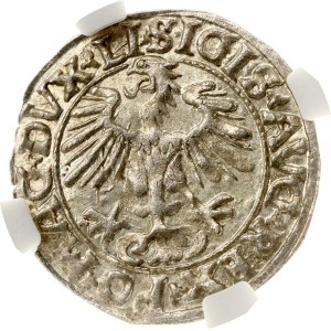 Lithuania Polgrosz 1556 Vilnius (R) NGC MS 65