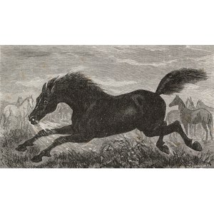 Juliusz KOSSAK (1824–1899), Der Stolz des Gestüts