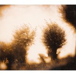 Hartwig Edward (1906–2003) — From the “Willows” series