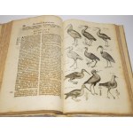 JONSTON, Jan - *Theatrum universale de avibus*.... Frankfurt am Main, 1756. 62 copperplate engravings.