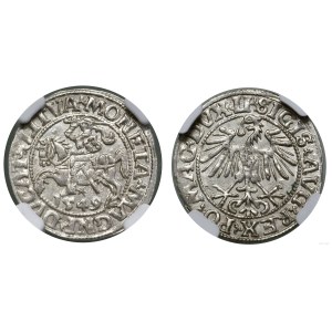 Poland, half-grosz, 1549, Vilnius