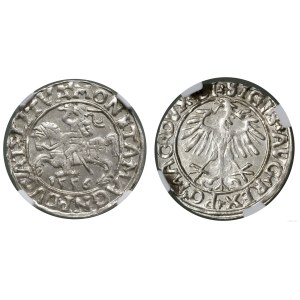 Poland, half-grosz, 1556, Vilnius