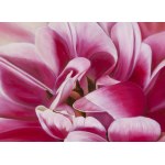 Paulina Leszczyńska (ur. 1974), Pink tulip, 2026
