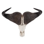 SKULL WITH HORNS OF AFRICAN BUFFALO (SYNCERUS CAFFER) | AFRICA