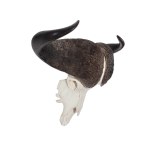 SKULL WITH HORNS OF AFRICAN BUFFALO (SYNCERUS CAFFER) | AFRICA