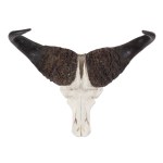 SKULL WITH HORNS OF AFRICAN BUFFALO (SYNCERUS CAFFER) | AFRICA
