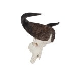 SKULL WITH HORNS OF AFRICAN BUFFALO (SYNCERUS CAFFER) | AFRICA
