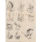 GRUBER Wenzel - Monografia nowo opisanej, prawidłowej, odrębnej kości twarzy człowieka ossiculum canalis naso-lacrymalis (Монографія новой, нормальной и самостоятельно существующей кости лица человѣка) [1850]