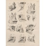 GRUBER Wenzel - Monografia nowo opisanej, prawidłowej, odrębnej kości twarzy człowieka ossiculum canalis naso-lacrymalis (Монографія новой, нормальной и самостоятельно существующей кости лица человѣка) [1850]