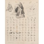 GRUBER Wenzel - Monografia nowo opisanej, prawidłowej, odrębnej kości twarzy człowieka ossiculum canalis naso-lacrymalis (Монографія новой, нормальной и самостоятельно существующей кости лица человѣка) [1850]