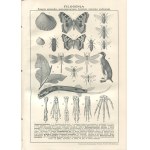 The Illustrated Encyclopedia by Trzaska, Evert, and Michalski, featuring numerous maps, tables, and illustrations within the text. Edited by Dr. Stanisław Lam [1928] [deluxe binding by Introligatornia Artystyczna]
