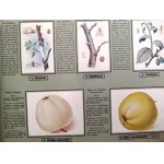 A 1930s trading card album titled “Unsere Garten-Schädlinge” (Our Garden Pests), published by F. Schacht of Braunschweig in the 1930s.