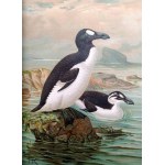 [ Atlas of Birds ] Johann Friedrich Naumann - Natural History of the Birds of Central Europe, Volume XII, ca. 1900 [ 27 color lithographs, ornithology ]