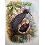 [ Atlas of Birds ] Johann Friedrich Naumann - Natural History of the Birds of Central Europe, Volume IV, ca. 1900 [ 49 color lithographs, ornithology ]