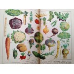 Maria Ochorowicz-Monatowa - The Universal Cookbook, Lviv / Warsaw, ca. 1926 [vegetarian cuisine]