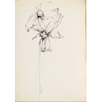 Zdzisław STANEK (1925–1996), Study of the Iris