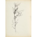 Zdzisław STANEK (1925–1996), Study of a Thistle Flower
