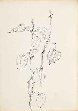 Zdzisław STANEK (1925-1996), Studium miechunki