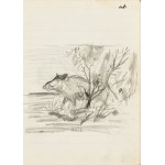 Ludwik MACIĄG (1920–2007), Wild Boar