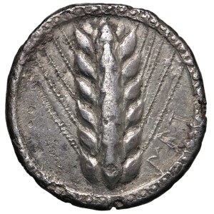 Greek coins - LUCANIA Metaponto - Nomos (circa 540-510 BC) Nomos...