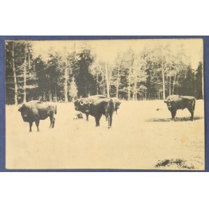 [Puszcza Białowieska - Żubry na śniegu] S. Łuniewski.