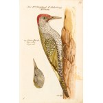 [Birds]. Frisch, Johann Leonhard. *An Introduction to the Birds of Germany*… Berlin 1733–1763.
