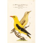 [Birds]. Frisch, Johann Leonhard. *An Introduction to the Birds of Germany*… Berlin 1733–1763.