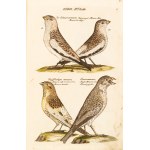 [Birds]. Frisch, Johann Leonhard. *An Introduction to the Birds of Germany*… Berlin 1733–1763.