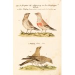 [Birds]. Frisch, Johann Leonhard. *An Introduction to the Birds of Germany*… Berlin 1733–1763.