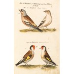 [Birds]. Frisch, Johann Leonhard. *An Introduction to the Birds of Germany*… Berlin 1733–1763.