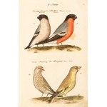 [Birds]. Frisch, Johann Leonhard. *An Introduction to the Birds of Germany*… Berlin 1733–1763.