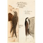 [Birds]. Frisch, Johann Leonhard. *An Introduction to the Birds of Germany*… Berlin 1733–1763.