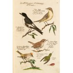 [Birds]. Frisch, Johann Leonhard. *An Introduction to the Birds of Germany*… Berlin 1733–1763.