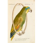 [Birds]. Frisch, Johann Leonhard. *An Introduction to the Birds of Germany*… Berlin 1733–1763.